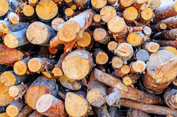 Pine fire wood