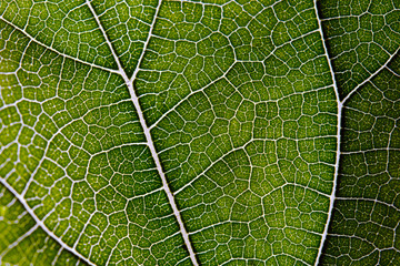 Leaf abstract background texture with veins