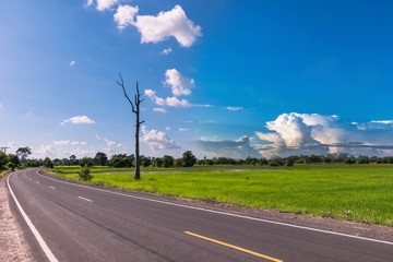 Abstract soft blurred and soft focus the nature field, green paddy rice field, the dead tree, the beautiful sky and cloud in the afternoon in Thailand.