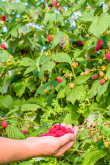 Hands picking fruits of raspberries from the bushes in the garden
