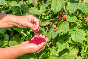 Summer berry harvest, hands picking raspberries
