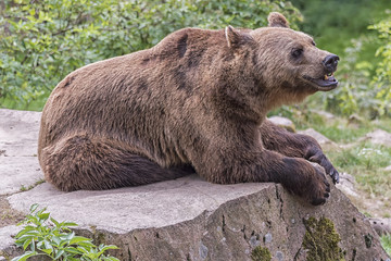 Brown Bear