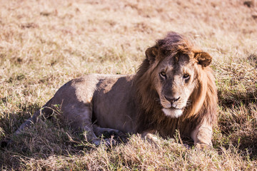 lion in Masai Mara Kenya, Africa