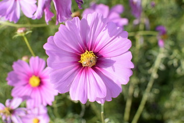 Obraz premium Pink cosmos flower