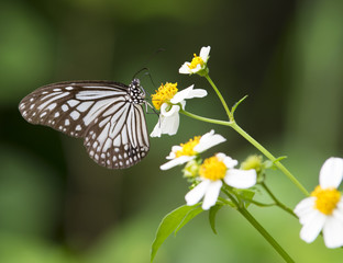 butterfly on flower