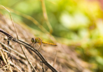 dragonfly