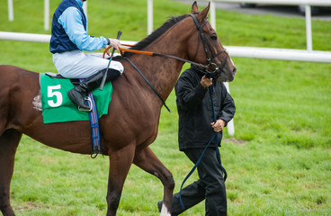 Walking a horse and jockey to the starting gate