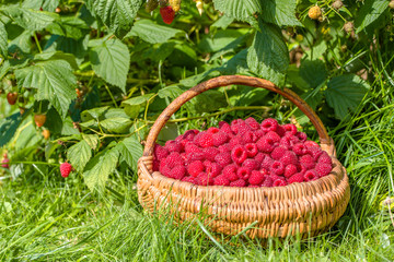 Summer berry harvest, raspberry in the basket