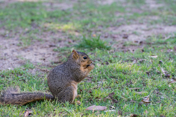 Naklejka na ściany i meble Squirrel eating pinecone on grassland