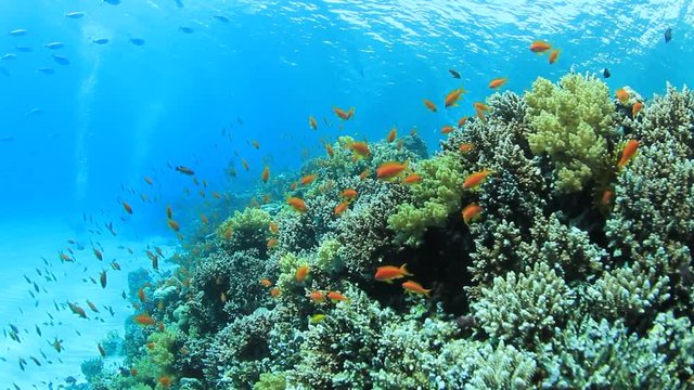 Coral reef and fish underwater in sea ocean