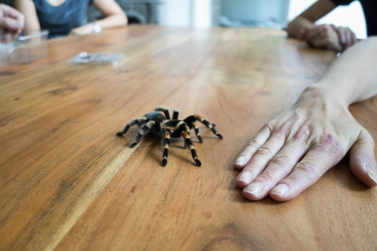Mexican tarantula crawling on wooden table, in front of a hand