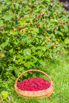 Fresh raspberries basket in the garden