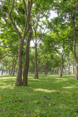 Plakat Public green park