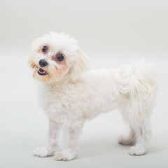 Portrait of cute female maltese dog on gray background.