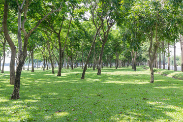 Public green park