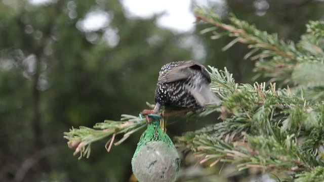 starling feeding on bird fat ball in winter 