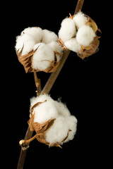 Cotton plant against black