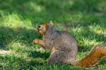 Naklejka na ściany i meble Cute squirrel staying alert under shadow and sunlight