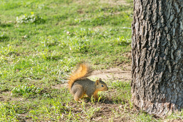 Grey squirrel ready to jump on a tree