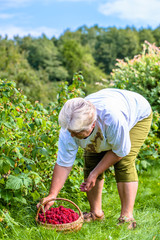 Summer berry harvest, farmer woman picking raspberries into the basket