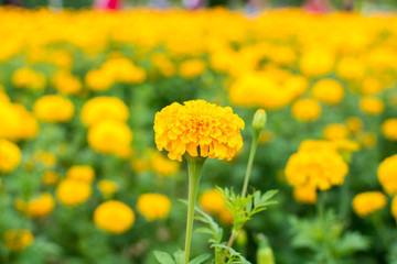 Yellow marigold in the field