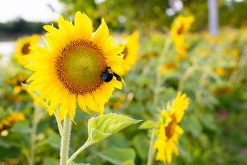 Yellow sunflower in the field