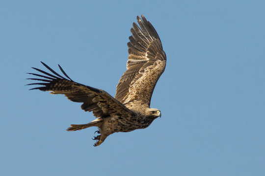 hawk on the hunt in flight