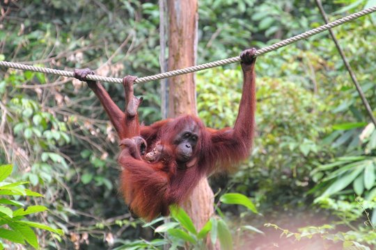 Female Bornean Orang-utan with her baby