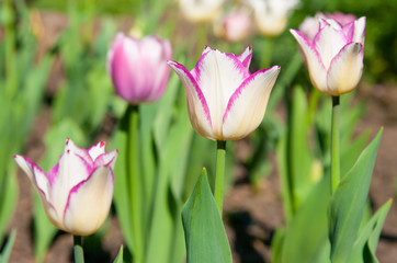Tulip which grows in the garden