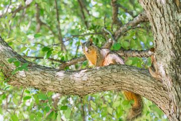 Grey squirrel looking down on a tree under sunlight