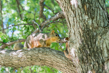 Grey squirrel playing on a tree
