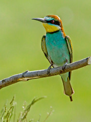 colorful birds sitting on a branch