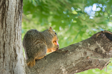 Hungry squirrel eating fruit on a tree