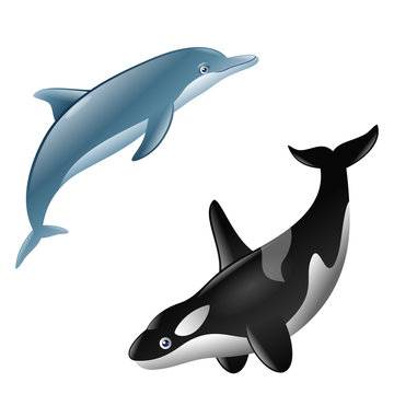 a pair of cute dolphin and killer whale