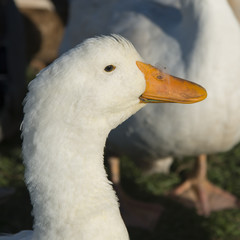 Close-up of a white duck, Southeast Brook Falls, Gros Morne Nati