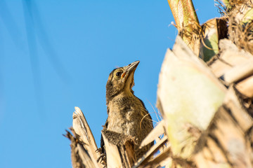 Young thrasher bird perching on a tree