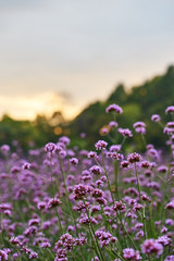Red Valerian, Centranthus Ruber.