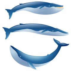 Obraz premium set of cartoon blue whales show on white