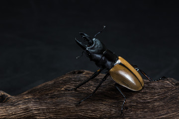 Stag Beetle (Odontolabis mouhoti ) Male