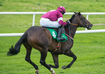 Race horse and jockey galloping down the track