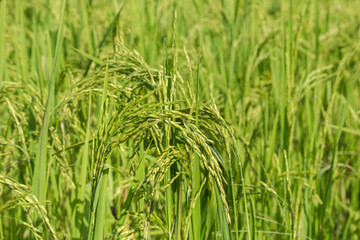 Fototapeta na wymiar Young spike ear of jasmine rice in plantation paddy green field 