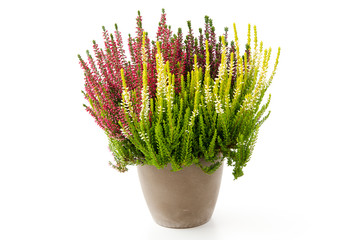 Calluna vulgaris