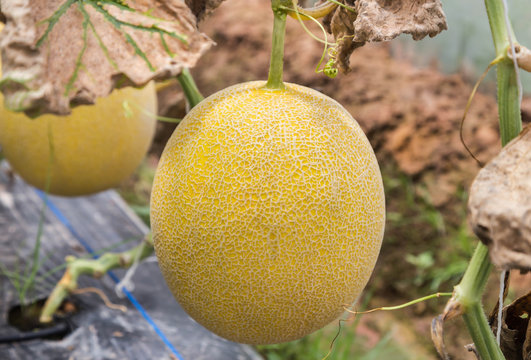 Yellow melons or japanness melons or canary melon or cantaloupe melons on tree growing in greenhouse 
