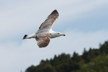 Volare