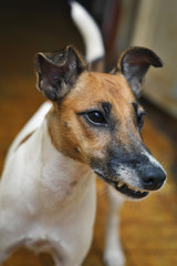 Dog fox terrier grins in the room
