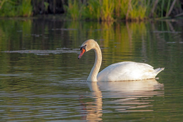 snow-white swans swim in the lake