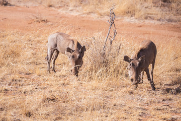 Pumba's in Masai Mara National Park in Kenya