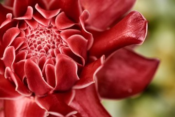 Torch Ginger.