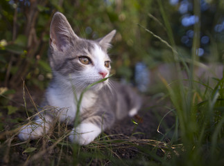 Naklejka na ściany i meble Grey kitten/Cute kitten hiding in grass
