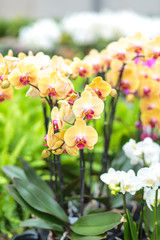 Modern greenhouse activity